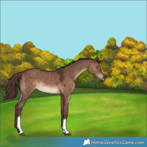 Horse Color:Chocolate Brown Dun Tobiano 