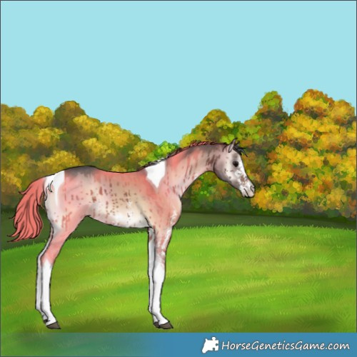 Horse Color:Bay Onyx Sabino Tobiano Brindle