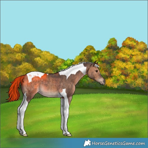 Horse Color:Brown Dun Tobiano Brindle 
