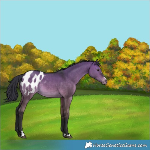 Horse Color:Brown Dun Appaloosa Rabicano 