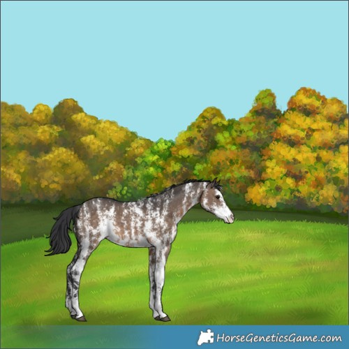 Horse Color:Brown Dun Sabino Rabicano