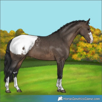 Horse Color:Brown Dun Varnish Brindle 