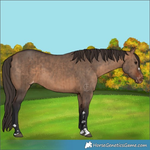Horse Color:Bay Dun Appaloosa Brindle 