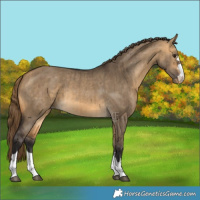 Horse Color:Buckskin Dun Appaloosa Brindle 