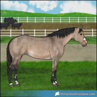 Horse Color:Brown Dun Brindle 