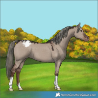 Horse Color:Liver Red Dun Mushroom Appaloosa