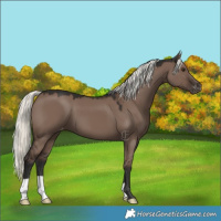 Horse Color:Liver Red Dun Mushroom Appaloosa