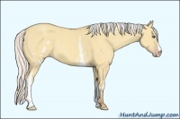 Horse Color:White Spotted Silver Classic Champagne Dun Frame 