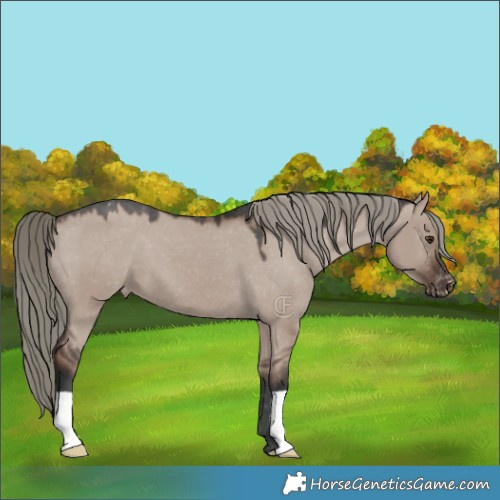 Horse Color:Liver Red Dun Mushroom Appaloosa