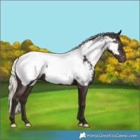 Horse Color:Liver Chestnut Mushroom Appaloosa 