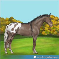 Horse Color:Liver Red Dun Mushroom Appaloosa 
