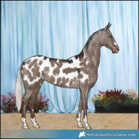 Horse Color:Liver Red Dun Mushroom Near Leopard 