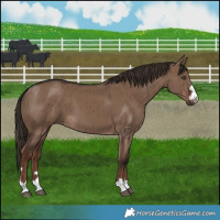 Horse Color:Liver Red Dun Brindle 