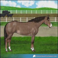 Horse Color:Liver Red Dun Brindle 