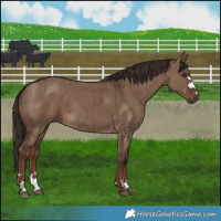 Horse Color:Liver Red Dun Brindle 