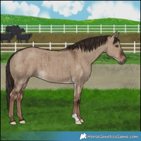 Horse Color:Liver Red Dun Brindle 