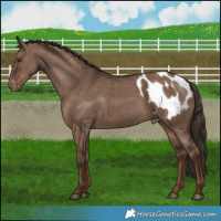 Horse Color:Liver Red Dun Appaloosa Brindle 