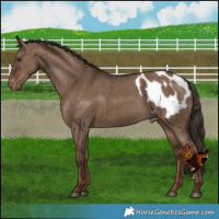 Horse Color:Liver Red Dun Blanket Brindle 