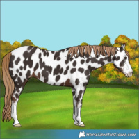 Horse Color:White Spotted Liver Chestnut Appaloosa