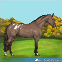 Horse Color:Liver Red Dun Appaloosa 