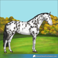 Horse Color:White Spotted Grullo Appaloosa Brindle 