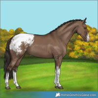 Horse Color:White Spotted Liver Red Dun Appaloosa