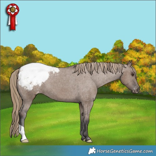 Horse Color:Liver Red Dun Appaloosa Brindle 