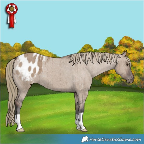Horse Color:Liver Red Dun Appaloosa Brindle 