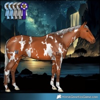 Horse Color:White Spotted Silver Bay