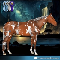 Horse Color:White Spotted Silver Bay 