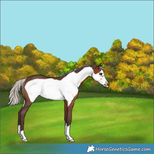 Horse Color:Silver Brown Frame Rabicano 