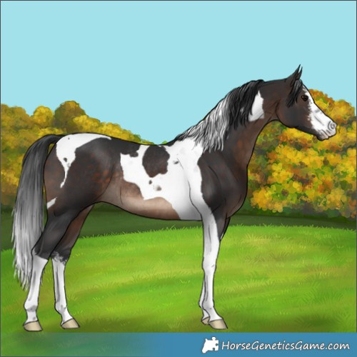 Horse Color:White Spotted Brown Tobiano Rabicano 