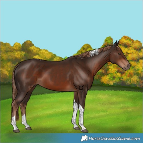 Horse Color:Liver Chestnut Tobiano