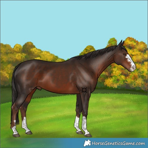 Horse Color:Liver Chestnut 