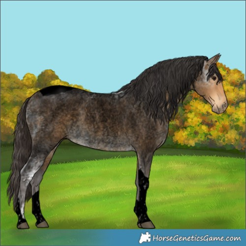 Horse Color:Void Buckskin Ice Roan Tobiano Rabicano 