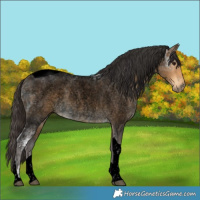Horse Color:Void Buckskin Ice Roan Tobiano Rabicano 
