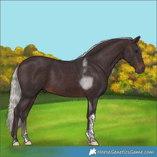 Horse Color:Silver Brown Tobiano Rabicano 