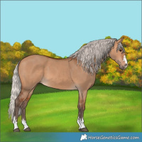 Horse Color:Silver Bay Dun 