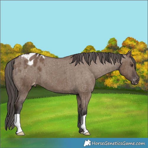 Horse Color:Liver Red Dun Appaloosa Brindle