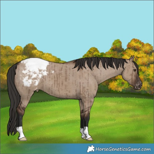 Horse Color:Liver Red Dun Appaloosa Brindle 