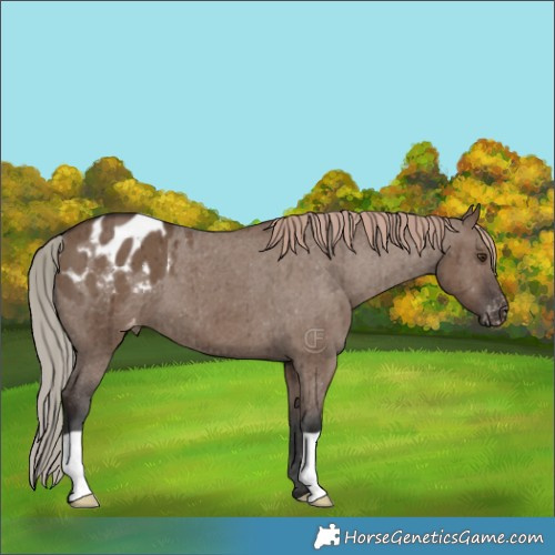 Horse Color:Liver Red Dun Appaloosa Brindle