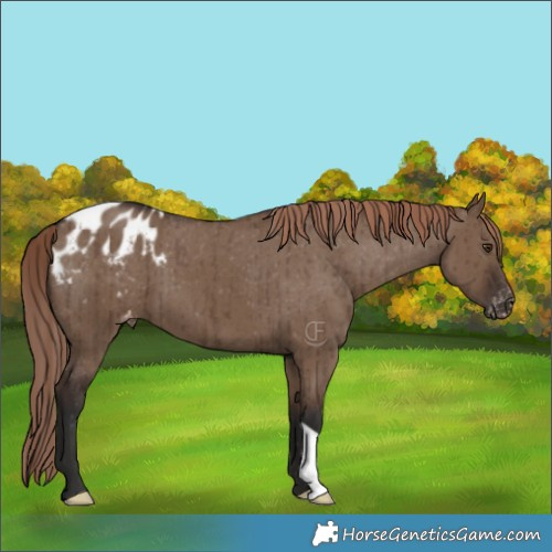 Horse Color:Liver Red Dun Appaloosa Brindle 