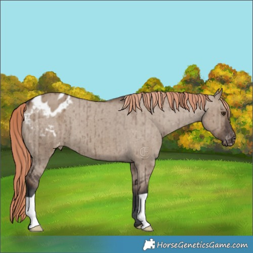 Horse Color:Liver Red Dun Appaloosa Brindle