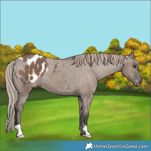 Horse Color:Liver Red Dun Appaloosa Brindle 
