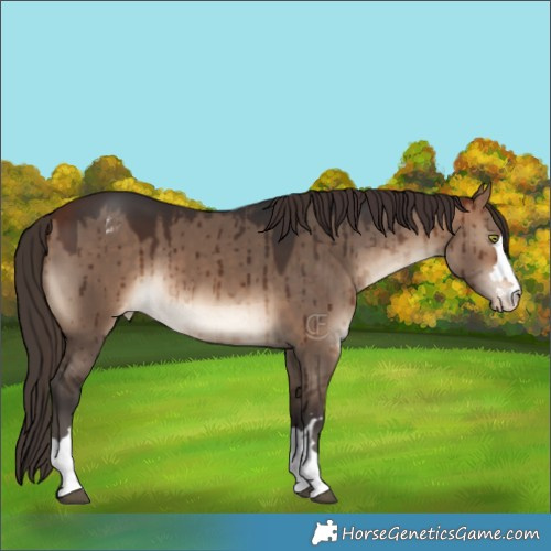 Horse Color:Bay Dun Appaloosa Brindle 