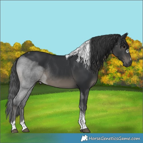 Horse Color:Black Tobiano Rabicano 