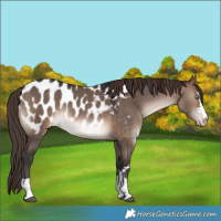 Horse Color:Brown Dun Blanket 