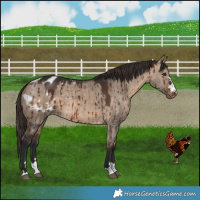 Horse Color:Brown Dun Appaloosa Brindle