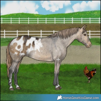 Horse Color:Buckskin Dun Blanket Brindle