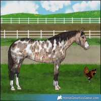 Horse Color:Bay Dun Appaloosa Brindle 